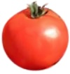 How to grow tomatoes