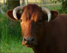 year of the ox></strong></a><b> <br>
                          </b><a href=